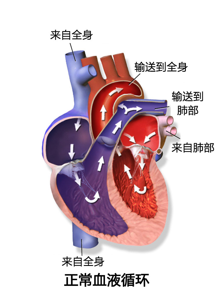 血液流经身体的路径